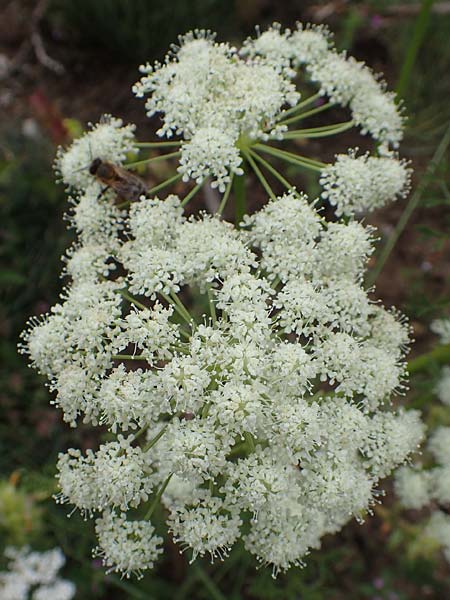 Ligusticum lucidum \ Glnzender Liebstock, F Pyrenäen, Col de Mantet 28.7.2018