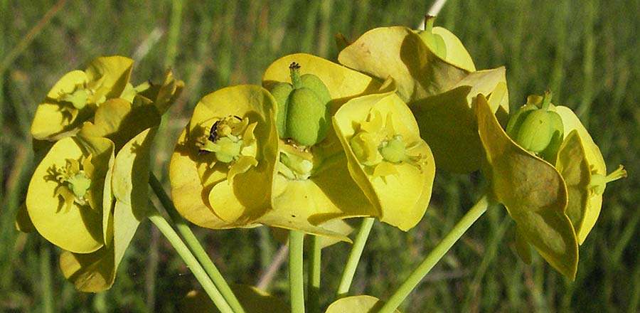 Euphorbia nicaeensis \ Nizza-Wolfsmilch / Southern Spurge, Honey-Flowered Spurge, F Dept. Aveyron,  Fondamente 8.6.2006