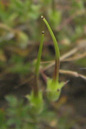 Erodium cicutarium \ Gewhnlicher Reiherschnabel / Common Crane's-Bill, Philary, F Camargue 13.5.2007