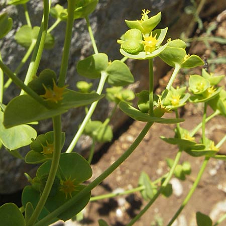 Euphorbia segetalis \ Saat-Wolfsmilch / Grainfield Spurge, F Saint-Guilhem-le-Desert 1.6.2009