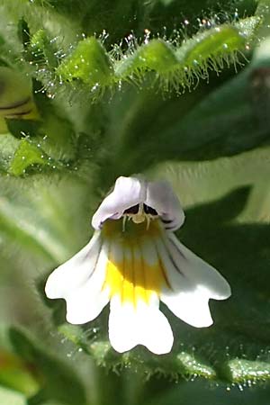 Euphrasia hirtella \ Zottiger Augentrost / Small Flowered Sticky Eyebright, F Pyrenäen/Pyrenees, Eyne 4.8.2018