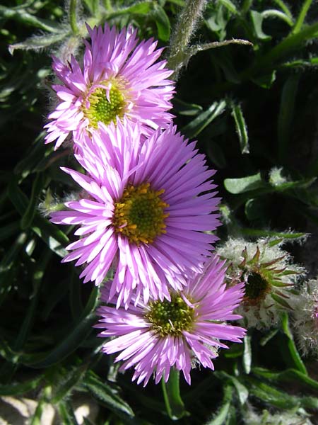 Erigeron aragonensis \ Aragon-Berufkraut / Aragon Fleabane, F Col de Lautaret Botan. Gar. 28.6.2008