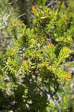 Erica arborea \ Baum-Heide / Tree Heather, F Lac de Salagou 4.6.2009