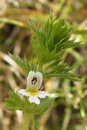 Euphrasia pectinata ? \ Kamm-Augentrost / Comb Eyebright, F Col de la Bonette 8.7.2016