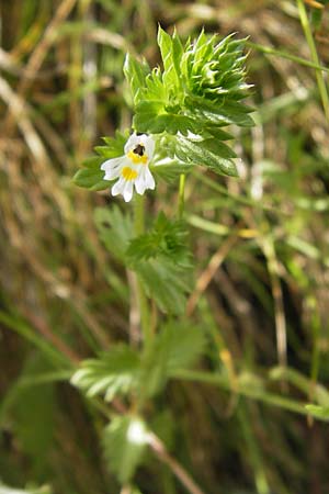 Euphrasia pectinata ? \ Kamm-Augentrost, F Col de la Bonette 8.7.2016