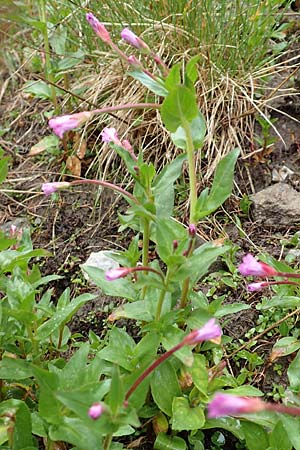 Epilobium alsinifolium \ Mierenblttriges Weidenrschen, F Col de la Bonette 8.7.2016