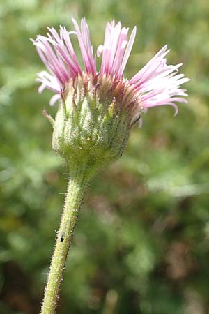 Erigeron atticus / Greek Fleabane, F Col de la Cayolle 9.7.2016