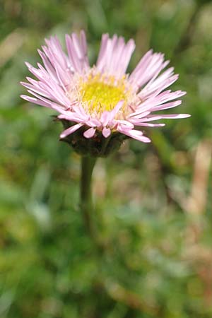 Erigeron aragonensis \ Aragon-Berufkraut / Aragon Fleabane, F Pyrenäen/Pyrenees, Eyne 4.8.2018