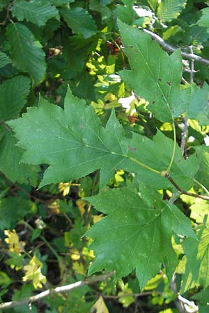 Sorbus torminalis \ Elsbeere / Wild Service Tree, F Auvergne Donjon 27.8.2011