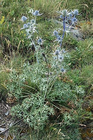 Eryngium bourgatii \ Spanische Mannstreu, Pyrenen-Distel / Blue Eryngo, Pyrenean Thistle, F Pyrenäen/Pyrenees, Segre - Schlucht / Gorge 2.8.2018
