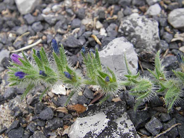 Echium sabulicola \ Strand-Natternkopf / Coastal Viper's Bugloss, F Sète 5.6.2009