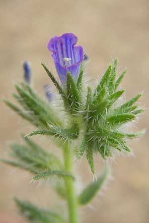 Echium sabulicola \ Strand-Natternkopf / Coastal Viper's Bugloss, F Sète 5.6.2009