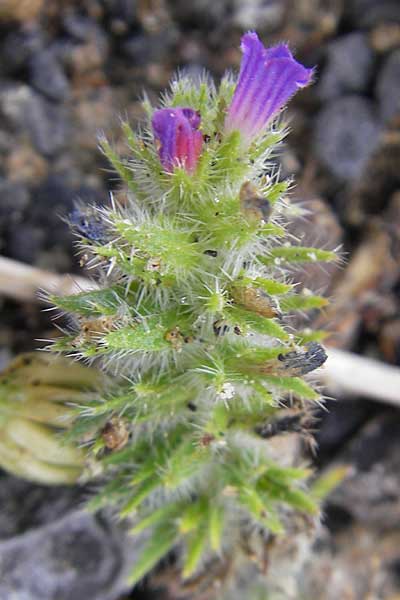 Echium sabulicola \ Strand-Natternkopf / Coastal Viper's Bugloss, F Sète 6.6.2009