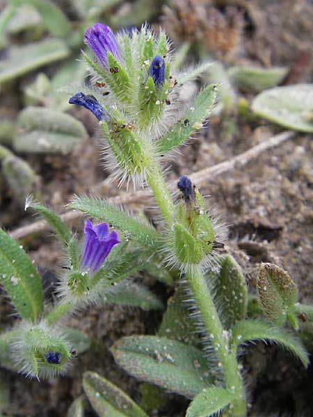 Echium sabulicola \ Strand-Natternkopf, F Sète 6.6.2009