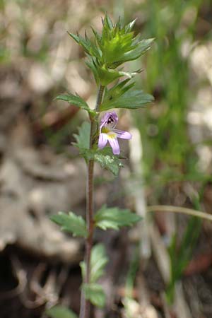 Euphrasia minima \ Zwerg-Augentrost, F Pyrenäen, Canigou 24.7.2018