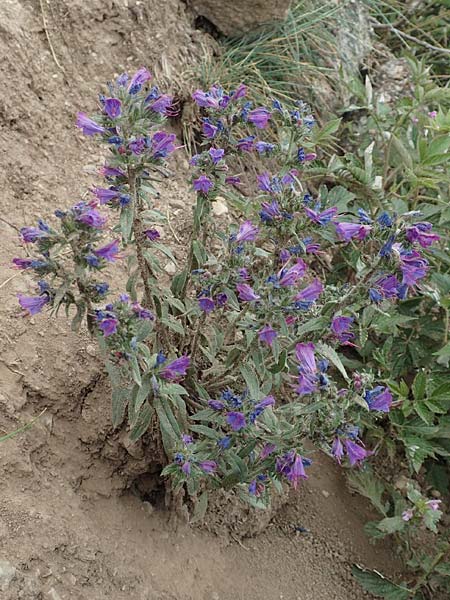 Echium plantagineum \ Wegerich-Natternkopf / Purple Viper's Bugloss, F Pyrenäen/Pyrenees, Col de Mantet 28.7.2018