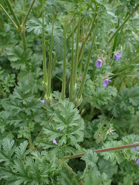 Erodium ciconium \ Groer Reiherschnabel / Common Stork's-Bill, F Lantosque 1.5.2023