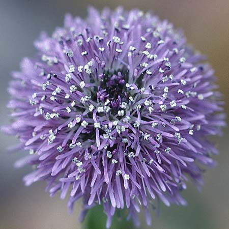 Jasione montana \ Berg-Sandglckchen, Schaf-Rapunzel, F Corbières, Letzignan 13.5.1996