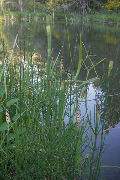 Equisetum fluviatile \ Teich-Schachtelhalm, F Serres 10.6.2006