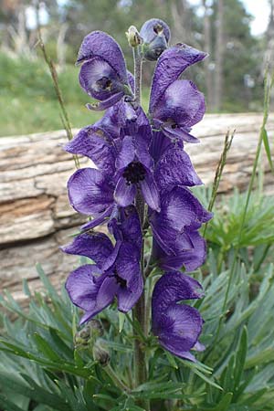 Aconitum napellus subsp. napellus \ Gewhnlicher Blauer Eisenhut / Monk's-Hood, F Pyrenäen/Pyrenees, Col de Mantet 28.7.2018