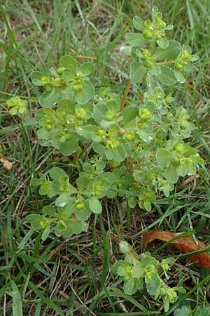 Euphorbia helioscopia \ Sonnwend-Wolfsmilch, Sonnen-Wolfsmilch / Sun Spurge, F Dijon 5.10.2021