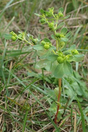 Euphorbia helioscopia \ Sonnwend-Wolfsmilch, Sonnen-Wolfsmilch / Sun Spurge, F Dijon 5.10.2021