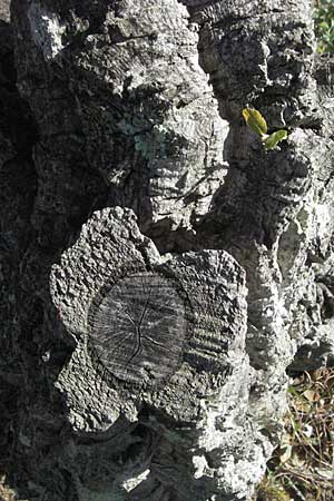 Quercus suber \ Kork-Eiche / Cork Oak, F Maures, Bois de Rouquan 12.5.2007