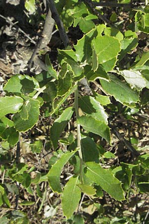 Quercus suber \ Kork-Eiche / Cork Oak, F Maures, Bois de Rouquan 12.5.2007