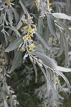 Elaeagnus angustifolia \ Schmalblttrige lweide, F Camargue 13.5.2007