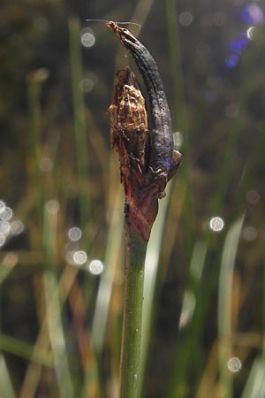 Eleocharis multicaulis \ Vielstngelige Sumpfbinse / Many-Stalked Spike Rush, F Bitche 28.7.2009