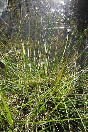 Eleocharis multicaulis \ Vielstngelige Sumpfbinse / Many-Stalked Spike Rush, F Bitche 28.7.2009