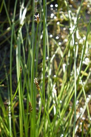 Eleocharis multicaulis \ Vielstngelige Sumpfbinse / Many-Stalked Spike Rush, F Bitche 28.7.2009