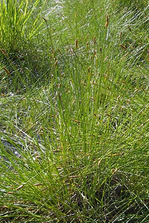 Eleocharis multicaulis \ Vielstngelige Sumpfbinse / Many-Stalked Spike Rush, F Bitche 28.7.2009