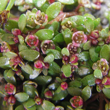 Elatine hexandra \ Sechsmnniger Tnnel / Six-Stamen Waterwort, F Sundgau 6.10.2009