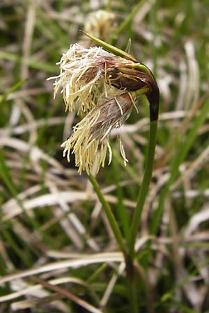 Eriophorum latifolium \ Breitblttriges Wollgras, F Col de la Bonette 8.7.2016