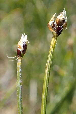 Trichophorum cespitosum subsp. cespitosum \ Gewhnliche Rasenbinse, F Pyrenäen, Mont Louis 3.8.2018