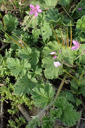 Erodium malacoides \ Malvenblttriger Reiherschnabel / Soft Stork's-Bill, F Martigues 17.3.2024