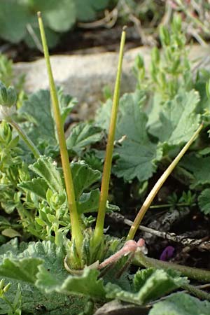 Erodium malacoides \ Malvenblttriger Reiherschnabel / Soft Stork's-Bill, F Martigues 17.3.2024