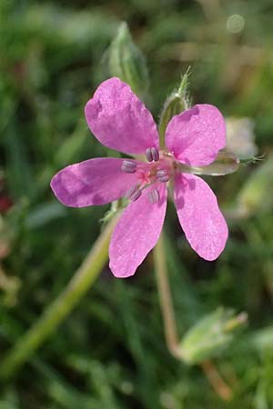 Erodium malacoides \ Malvenblttriger Reiherschnabel / Soft Stork's-Bill, F Martigues 17.3.2024