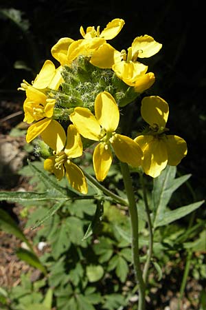 Coincya monensis subsp. cheiranthos \ Lacksenf / Wallflower Cabbage, F Mont Aigoual 29.5.2009