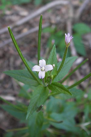 Epilobium collinum \ Hgel-Weidenrschen / Hill Willowherb, F Bitche 8.9.2012