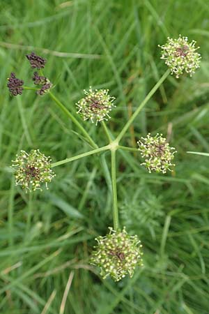 Selinum pyrenaeum \ Berg-Silge, Pyrenen-Brustwurz / Pyrenean Angelica, F Pyrenäen/Pyrenees, Mont Llaret 31.7.2018