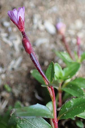Epilobium anagallidifolium \ Alpen-Weidenrschen, F Pyrenäen, Puigmal 1.8.2018