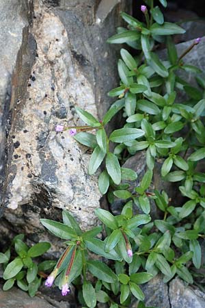 Epilobium anagallidifolium \ Alpen-Weidenrschen, F Pyrenäen, Puigmal 1.8.2018