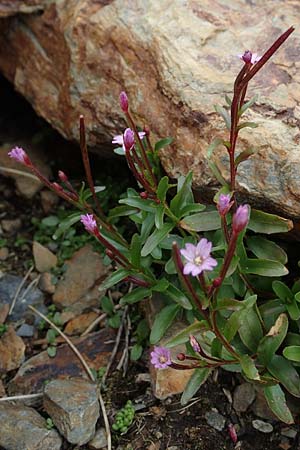 Epilobium anagallidifolium \ Alpen-Weidenrschen, F Pyrenäen, Puigmal 1.8.2018