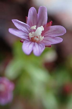 Epilobium anagallidifolium \ Alpen-Weidenrschen, F Pyrenäen, Puigmal 1.8.2018
