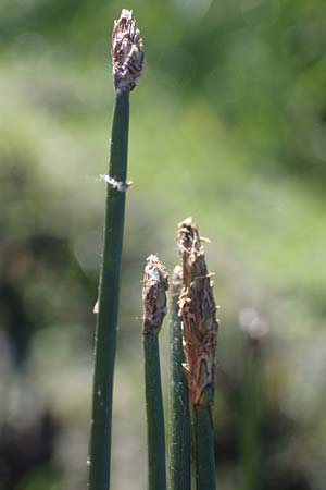 Eleocharis palustris \ Gewhnliche Sumpfbinse, Gemeine Sumpfsimse / Common Spike Rush, F Sundgau 24.9.2021