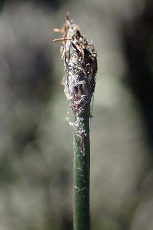 Eleocharis palustris / Common Spike Rush, F Sundgau 24.9.2021