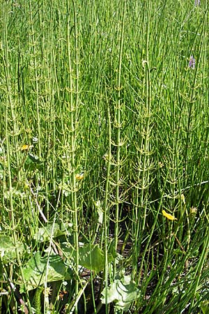 Equisetum fluviatile \ Teich-Schachtelhalm, F Mont Aigoual 29.5.2009