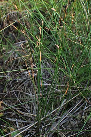 Eleocharis multicaulis \ Vielstngelige Sumpfbinse / Many-Stalked Spike Rush, F Bitche 15.8.2021